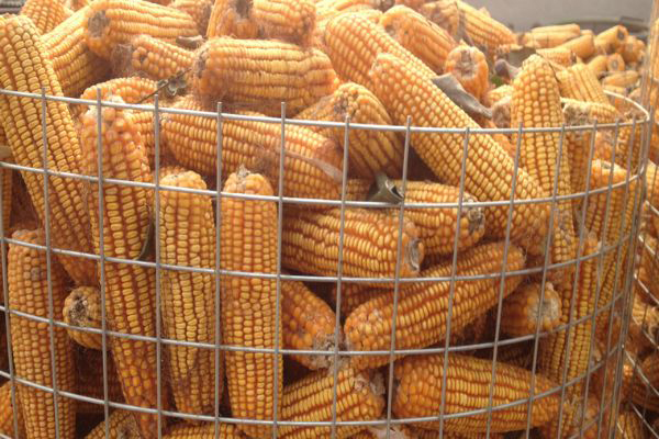 圈玉米電焊網(wǎng)