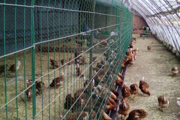 養(yǎng)殖護欄網