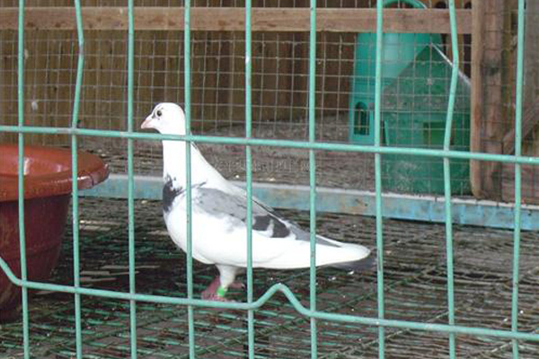 養(yǎng)殖護欄網